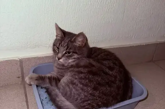 Найдена кошка, Знамя Октября, фото: Кошка найдена у подъезда №2, Знамя Октября, 8