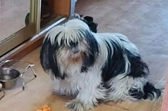 Пропала собака, Марьинский пер. 5, Бронницы