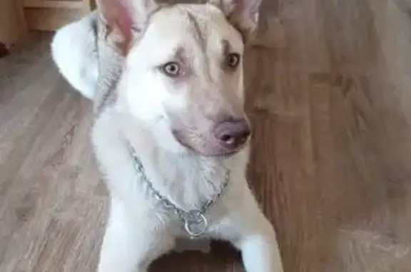 Пропала собака, Горбунова 2 с46, Москва