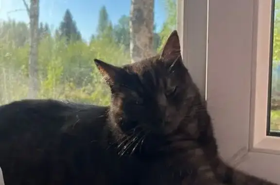 Пропала кошка, Парковая ул., Петергоф