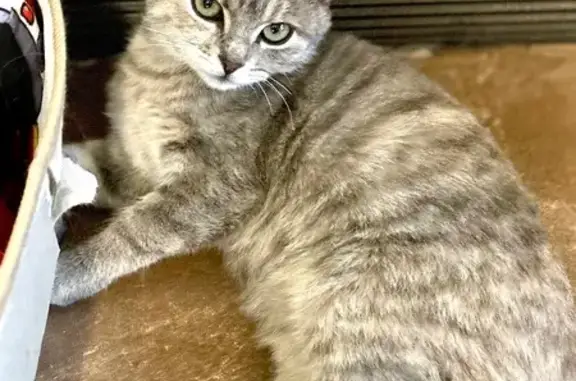 Кошки потеряшки, Липецкая область, фото: Потеряшка кошка на ул. Славянской, Липецк