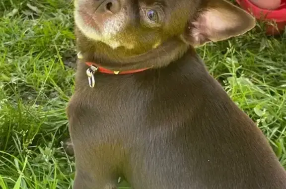 Пропала собака, 1-й пр. Металлургов, Тула