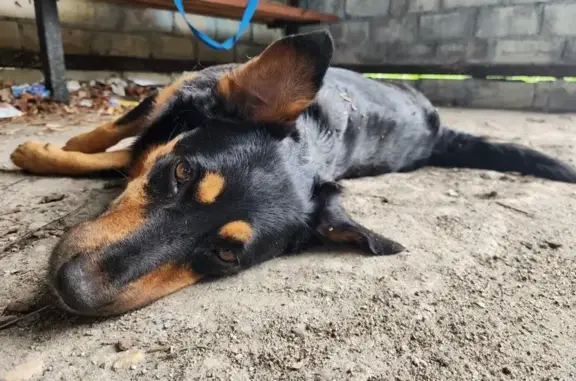 Пропала собака, Черняховск, Калининградская обл.