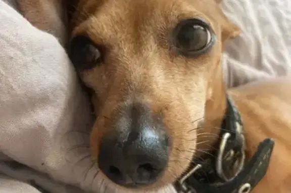 Пропала собака, Ладожская ул., Пенза