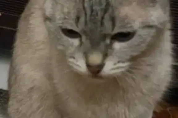 Пропала кошка, ул. Ленина, Волжск