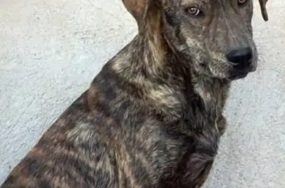 Пропала собака Дик, Сенная ул., 18, Волгоград