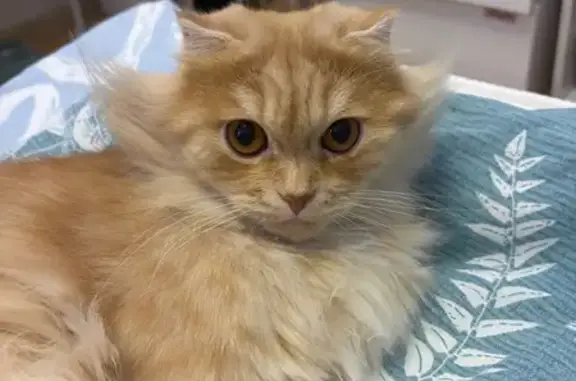 Пропала кошка на ул. Стахановская, 6