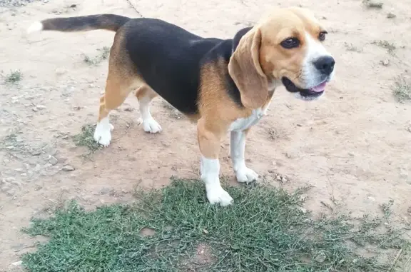 Пропала собака, ул. Скрипкина, Элиста