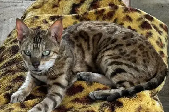 Пропала кошка, ул. Северный Рудник, Липецк