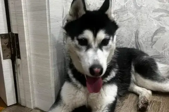 Найдена собака, Смоленск, фото: Найдена собака на ул. Попова, 8, Смоленск