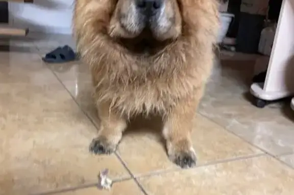 Найдена собака, Калининград, обл.