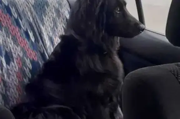 Собаки потеряшки, Манихино, фото: Потеряшка собака, Манихино, ул. Забор 146