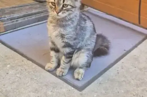 Кошки потеряшки, Ростов-на-Дону, фото: Потеряшка кошка, ул. М. Горького, 42, Ростов