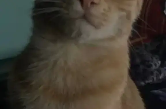 Кошки потеряшки, Ростов-на-Дону, фото: Потеряшка кошка, 29-я линия, 108, Ростов-на-Дону