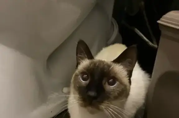 Найдена кошка, Ростов-на-Дону, фото: Найдена кошка, Доломановский пер., 55