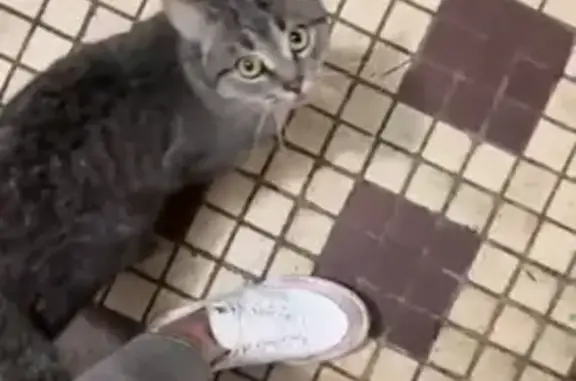 Серый кот найден на Бирюлёвской улице