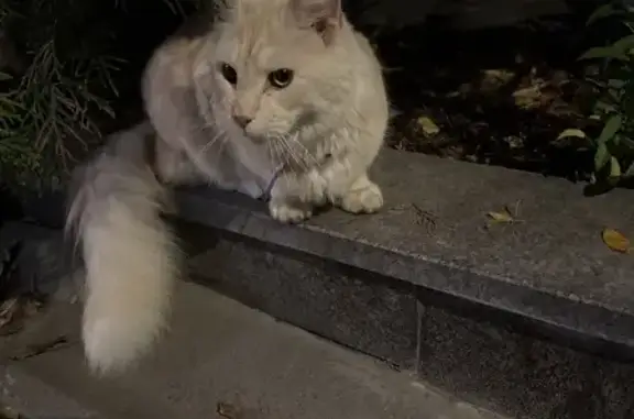 Найдена кошка, Санкт-Петербург, фото: Найдена кошка, 3-я линия, 10А, СПб