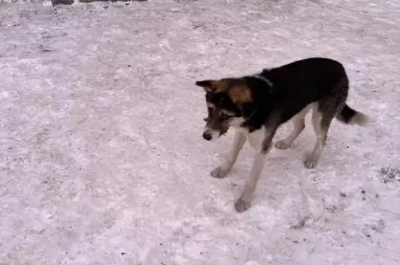 Найдена собака, Улан-Удэ, фото: Найдена собака, ул. Строителей 42, УУ