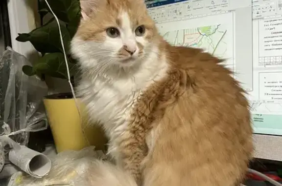 Кошки потеряшки, , фото: Потеряшка кошка, МО, Спокойный и любопытный