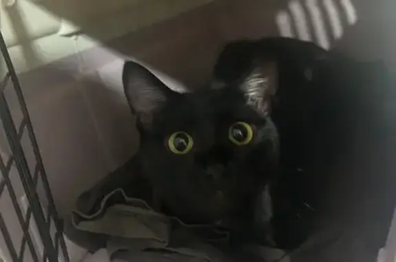 Пропала кошка, Ярыгинская наб., 11