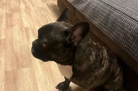 Найдена собака, Кемерово, фото: Собака найдена: Ленинградский пр., 21Б