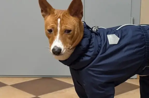 Пропала собака в Клетино, Тверская обл.