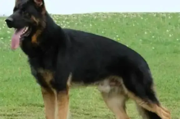 Собаки потеряшки, Челябинская область, фото: Потеряшка собака, Аргаяш, Челябинск