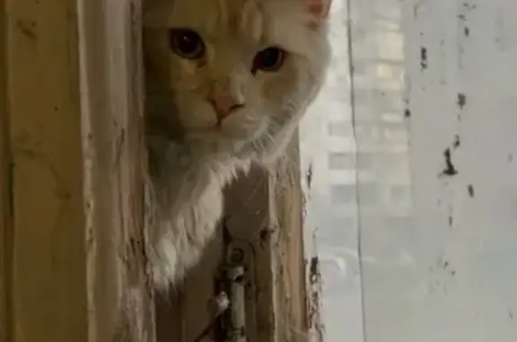 Найдена кошка, Томская область, фото: Найден рыжий котик, Томск, Томская обл.