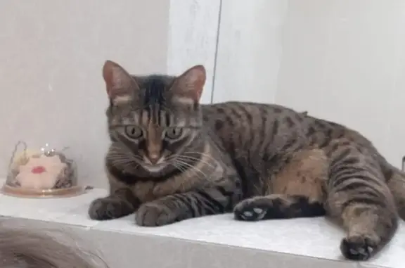 Пропала кошка, ул. Коринфского, Казань