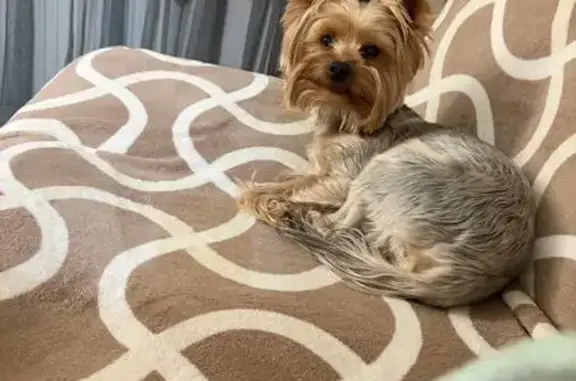 Собаки потеряшки, Челябинск, фото: Потеряшка собака, ул. Арх. Александрова, Челябинск