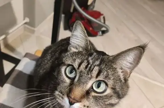 Пропала кошка, Челябинск, Чел. обл.