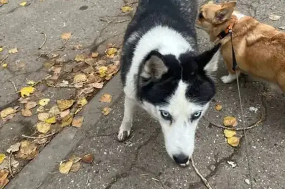 Найдена собака, Астрахань, фото: Хаски найдена на Красноармейской 15, Астрахань