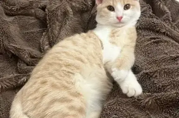 Пропала кошка, Красный Кут, Саратовская обл.