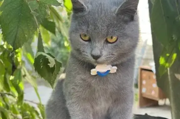 Кошки потеряшки, Горячеводский, фото: Потеряшка кошка, Нагорная 28, Горячеводский