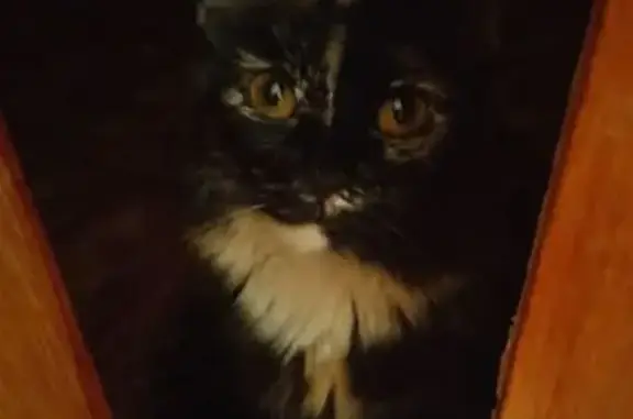 Пропала кошка на Демократической, 25-29