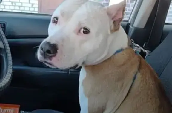 Найдена собака, Чита, фото: Найдена собака, Чкалова 1А, Чита