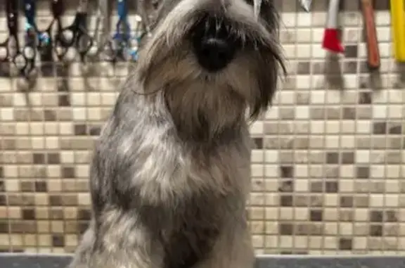 Собаки потеряшки, Московская область, фото: Потеряшка собака, Павловское, МО