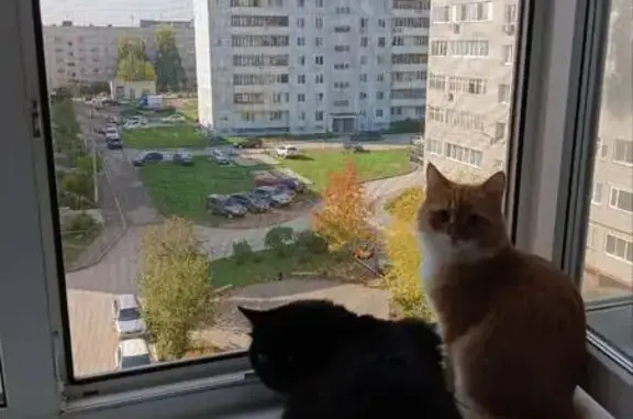 Пропала кошка, ул. Героев Хасана 147, Пермь