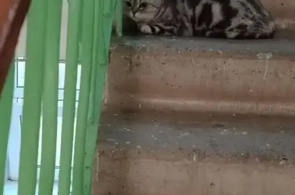 Найдена кошка, Ярославль, фото: Кошка в подъезде №3, Техническая 4, Яр.