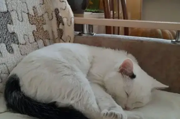 Найдена кошка, Чита, фото: Кот найден на ул. Анохина, Чита