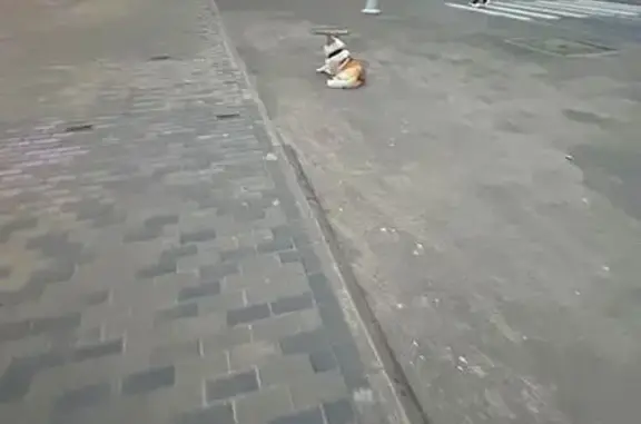 Найдена собака, Трехгорка, фото: Собака ждет хозяина в Трёхгорке