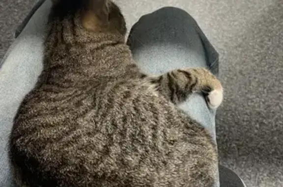 Найдена кошка, Екатеринбург, фото: Кошка найдена: 3-й Южный проезд, 11, ЕКБ