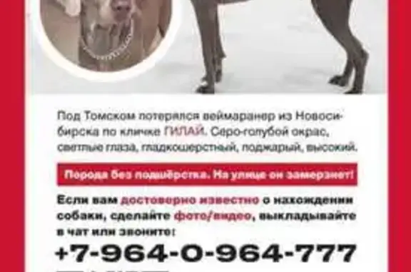 Пропала собака, Томск, Томская обл.