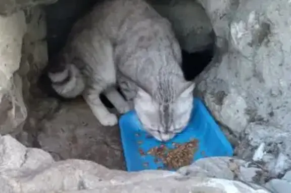 Найдена кошка на ул. Татарстан, 51, Казань