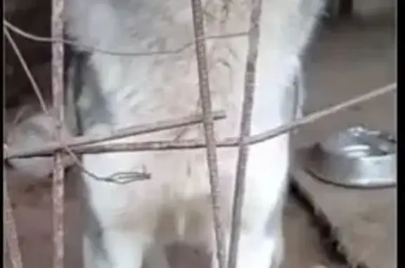 Найдена собака, Нижегородская область, фото: Хаски найден у Румстихи, Нижегородская обл.