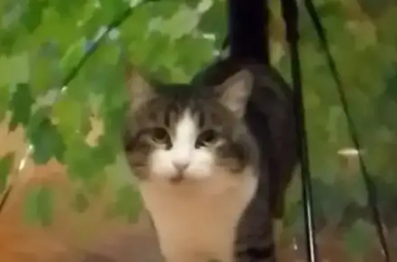 Пропала кошка, ул. Перовской 61, Самара