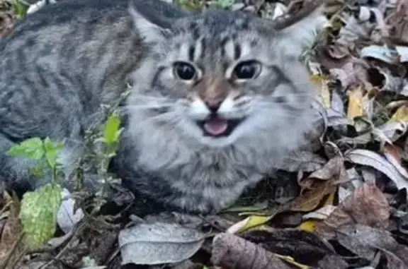 Найдена кошка, Москва, фото: Кошка найдена: Нагатинская наб., Москва