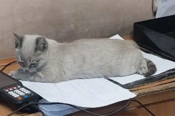 Пропала кошка, ул. Р. Люксембург, 180/3