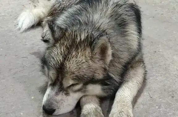 Найдена собака, Липецк, фото: Собака найдена: Московская ул., 6Б, Липецк