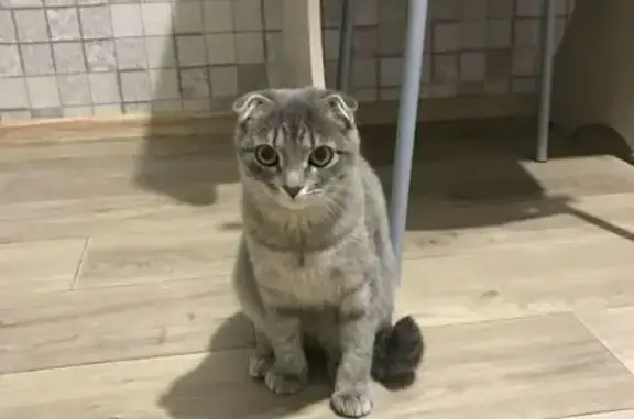 Пропала кошка, Воробьёва 8/8, Смоленск